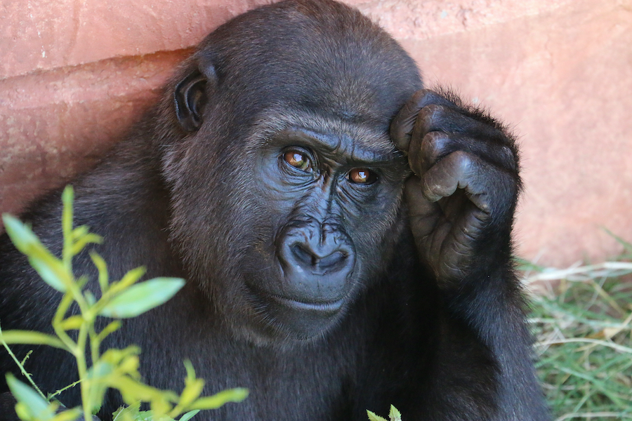 Kennen Sie die Bedeutung von Gorillas in Verhandlungen?